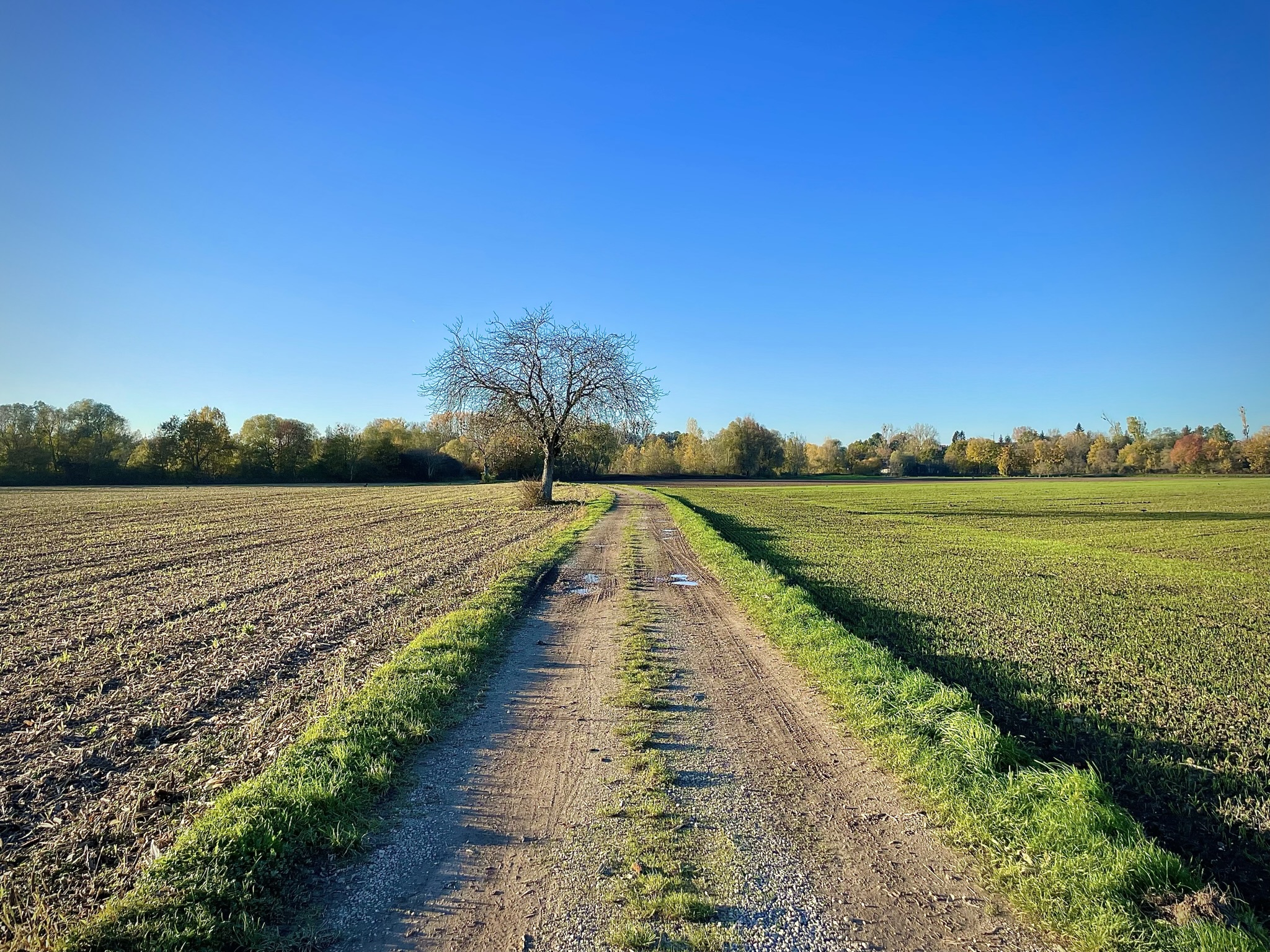 Cocy november walk